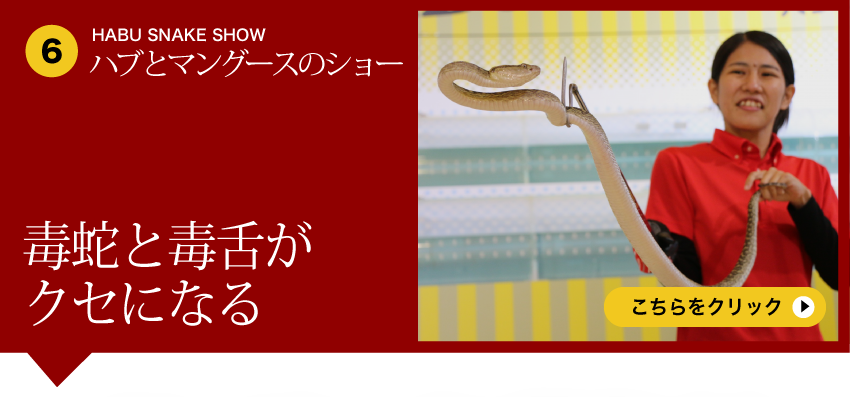 Habu Snake Show - 毒蛇と毒舌がクセになる