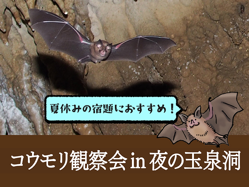 コウモリ観察会 in 夜の玉泉洞